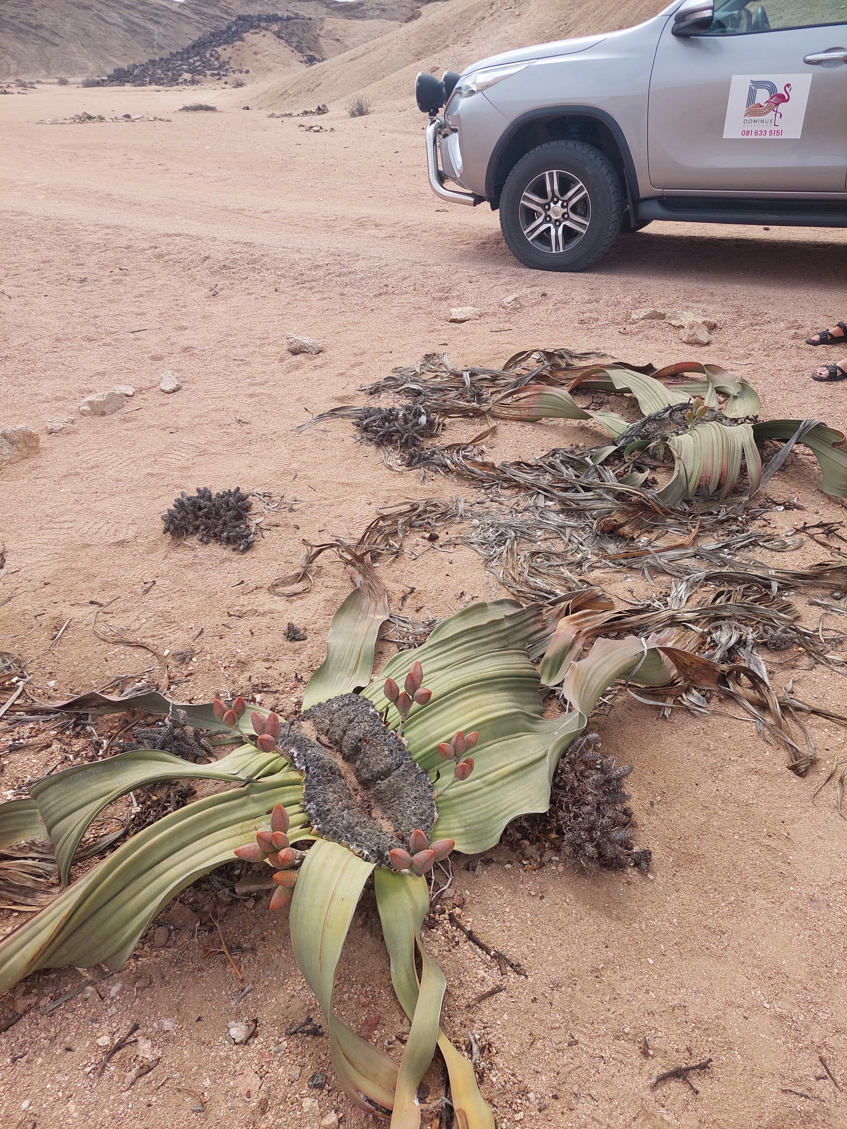 Scenic landscape view of Moon Valley desert dunes in Namibia - Dominus Dune Tours