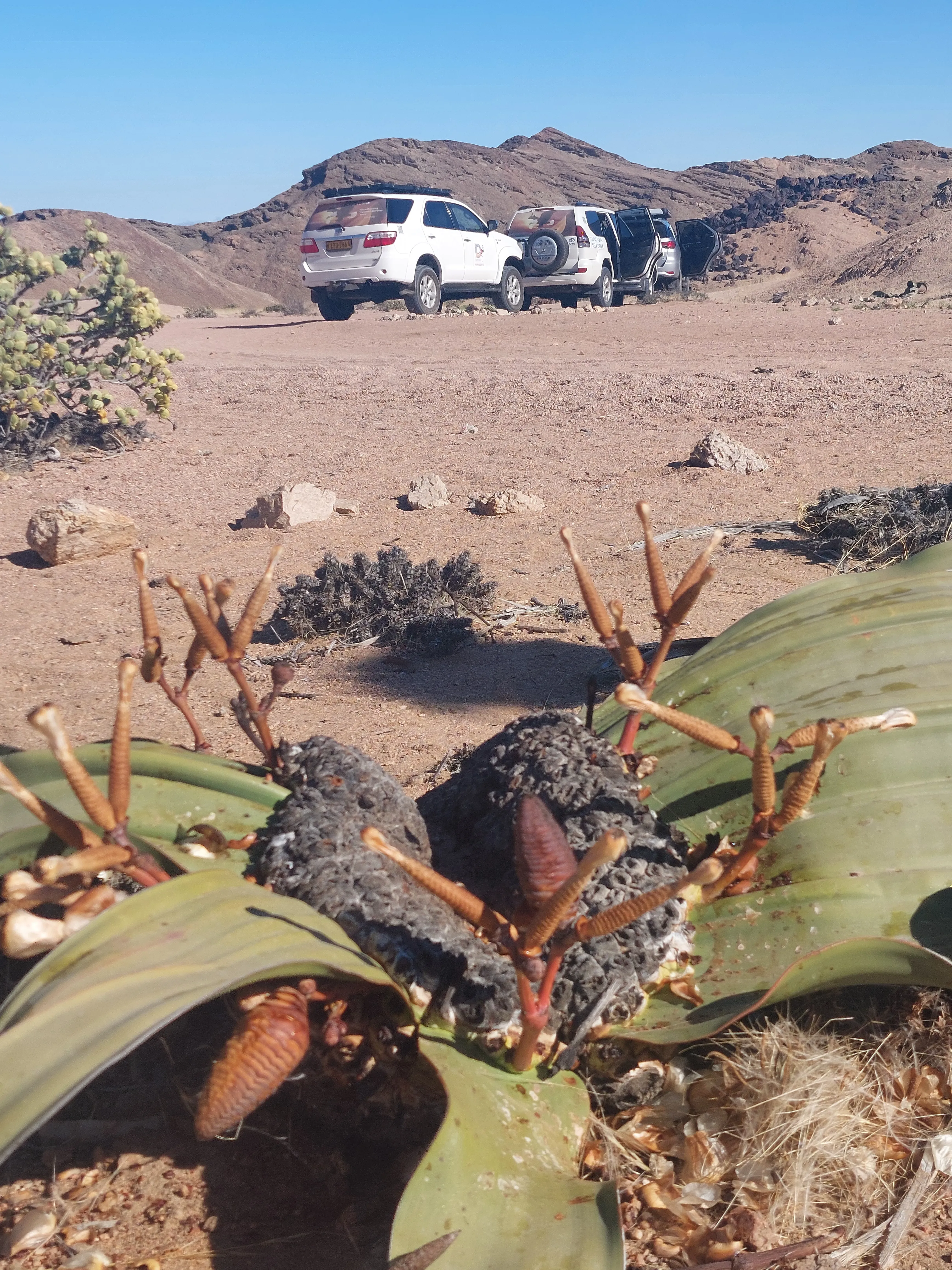 Moon Valley desert dunes close-up view Namibia - Dominus Dune Tours