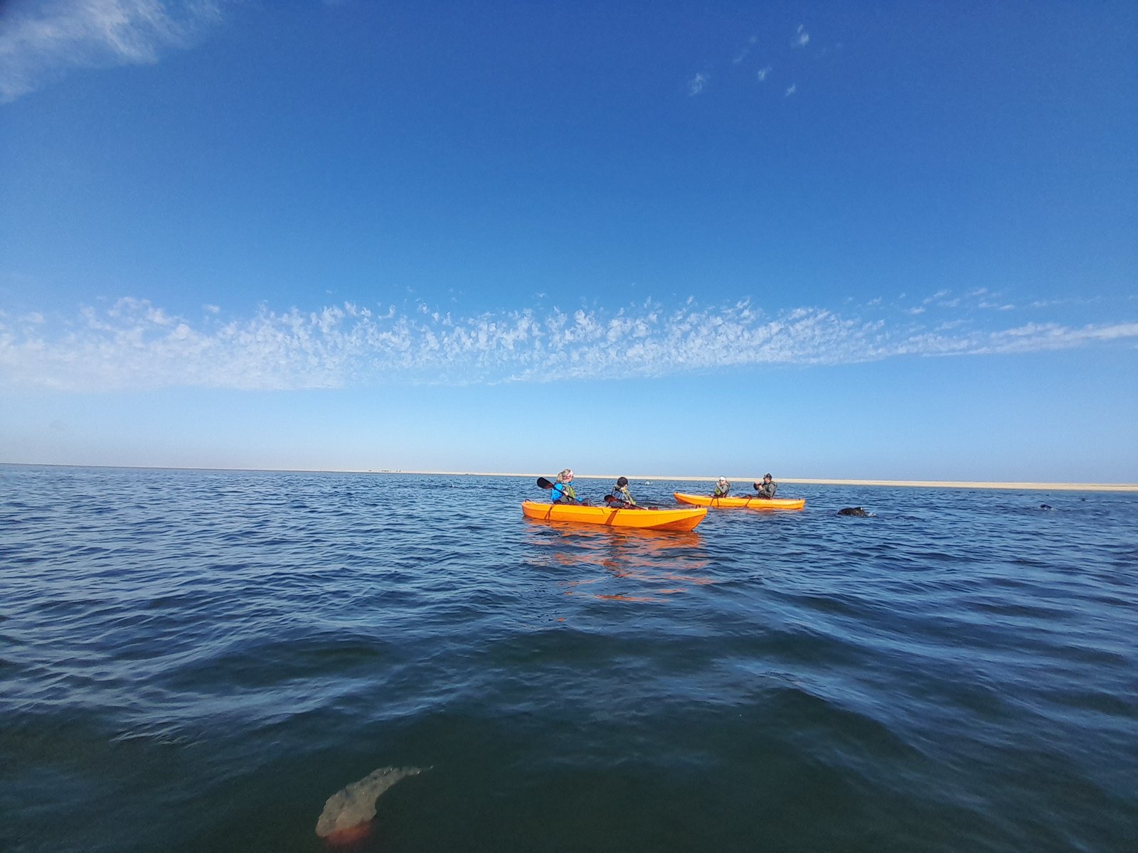 Kayaking alongside seals on the Walvis Bay lagoon - Dominus Dune Tours