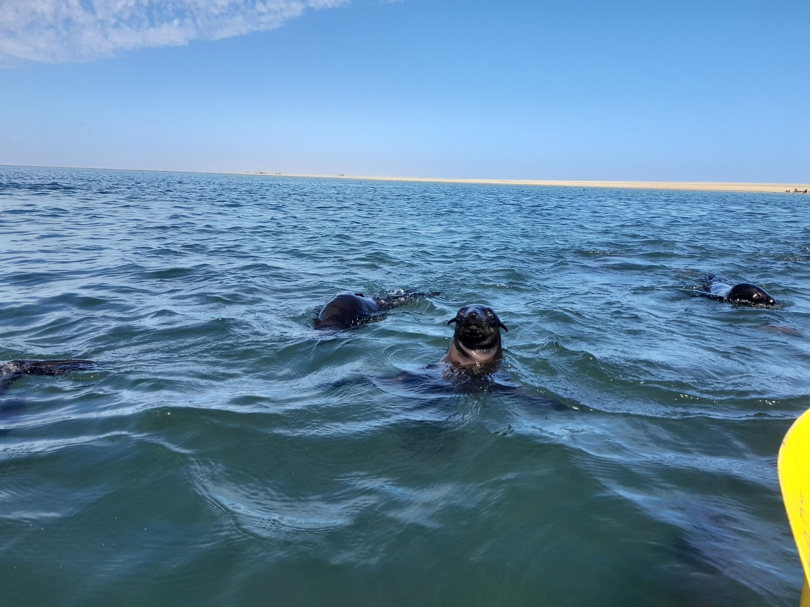 Seal kayaking adventure on the ocean in Namibia - Dominus Dune Tours