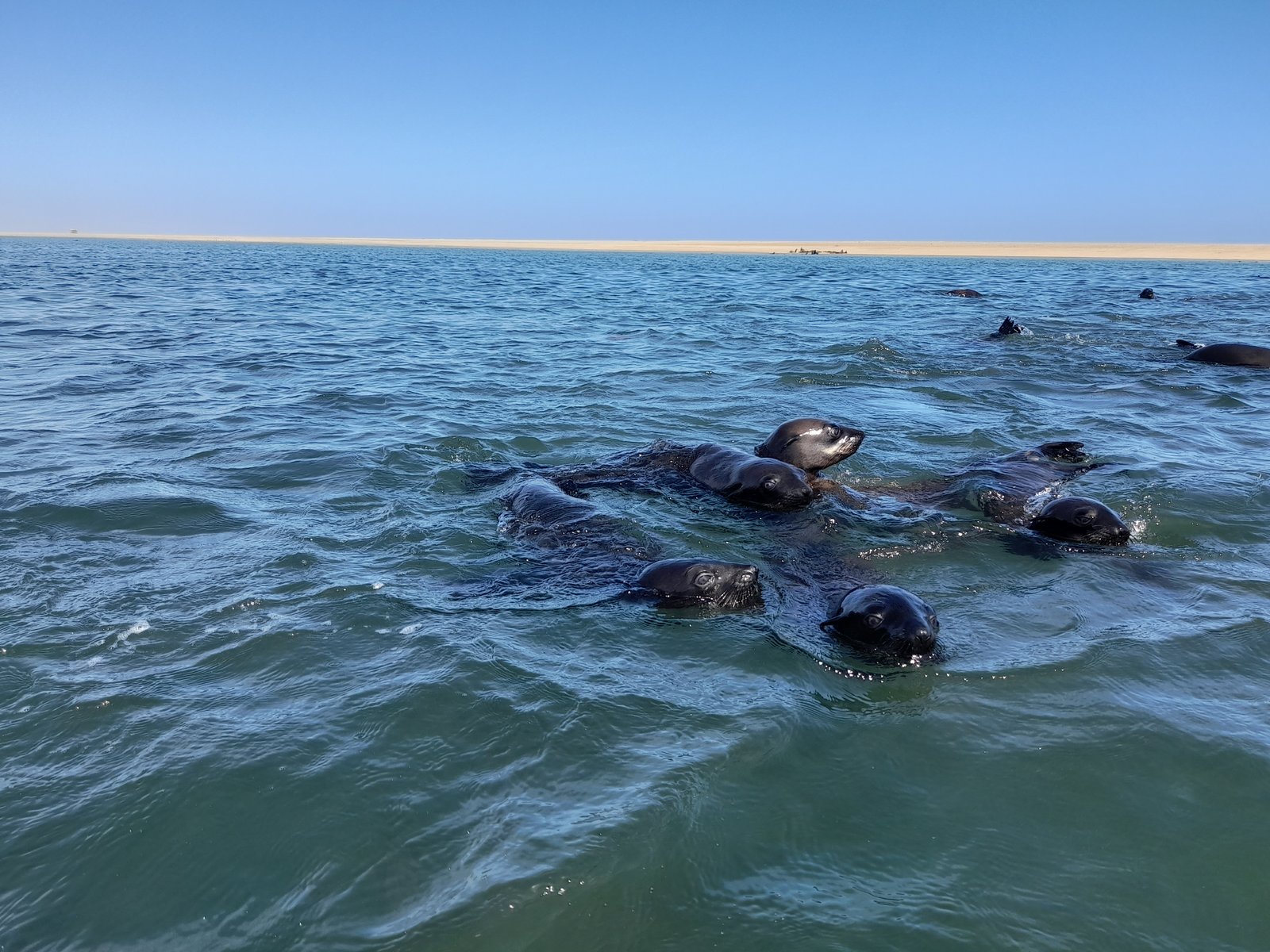 Kayakers and seals together at Walvis Bay - Dominus Dune Tours
