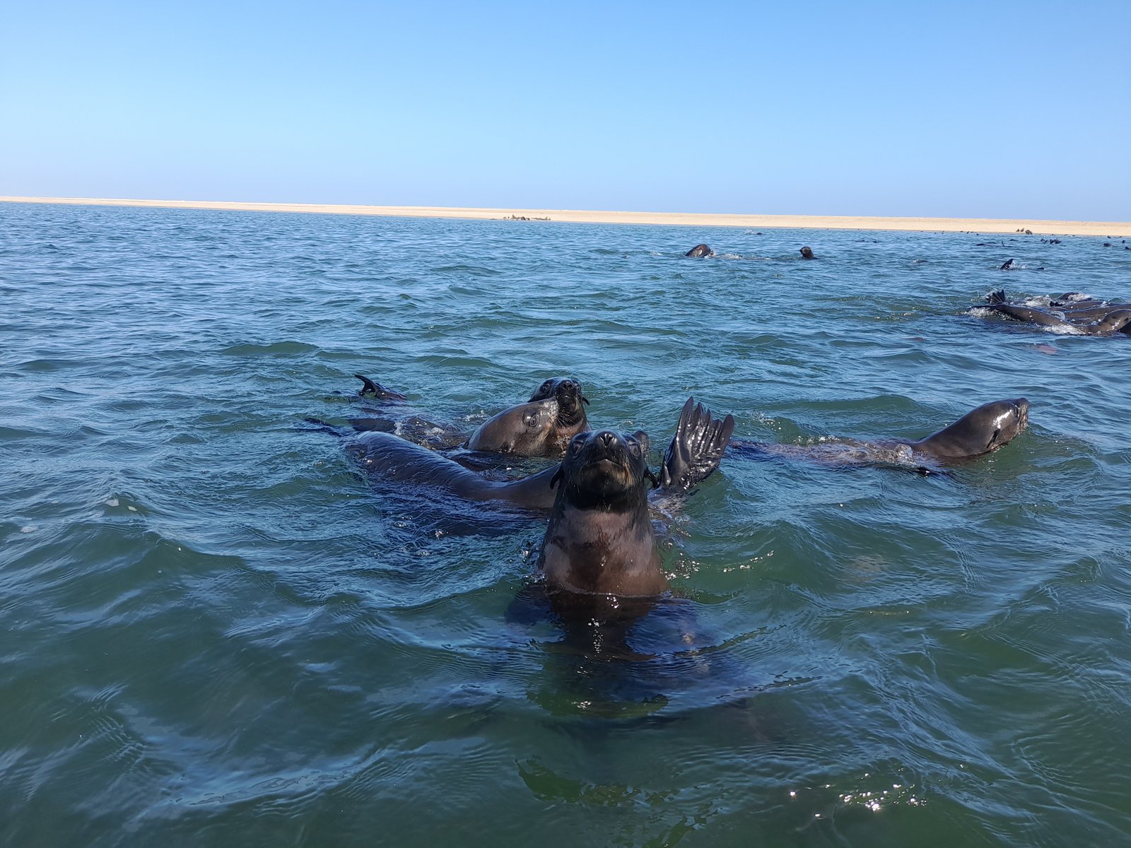 Group kayaking with seals in Namibia - Dominus Dune Tours