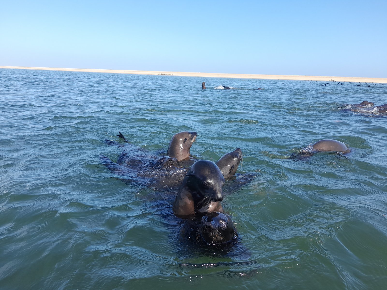 Seals swimming next to kayaks in Walvis Bay - Dominus Dune Tours
