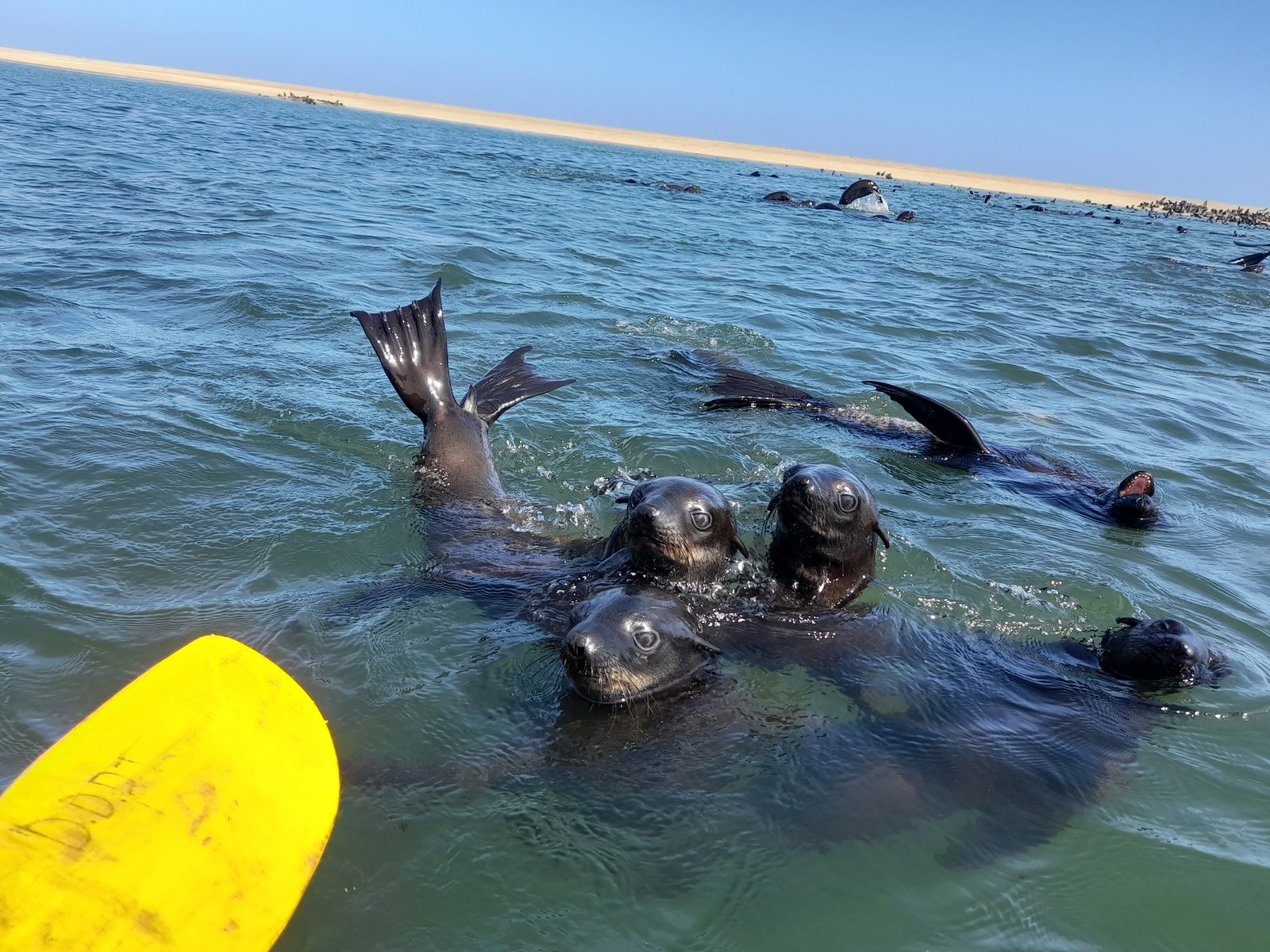Close encounter with seals during kayaking tour - Dominus Dune Tours