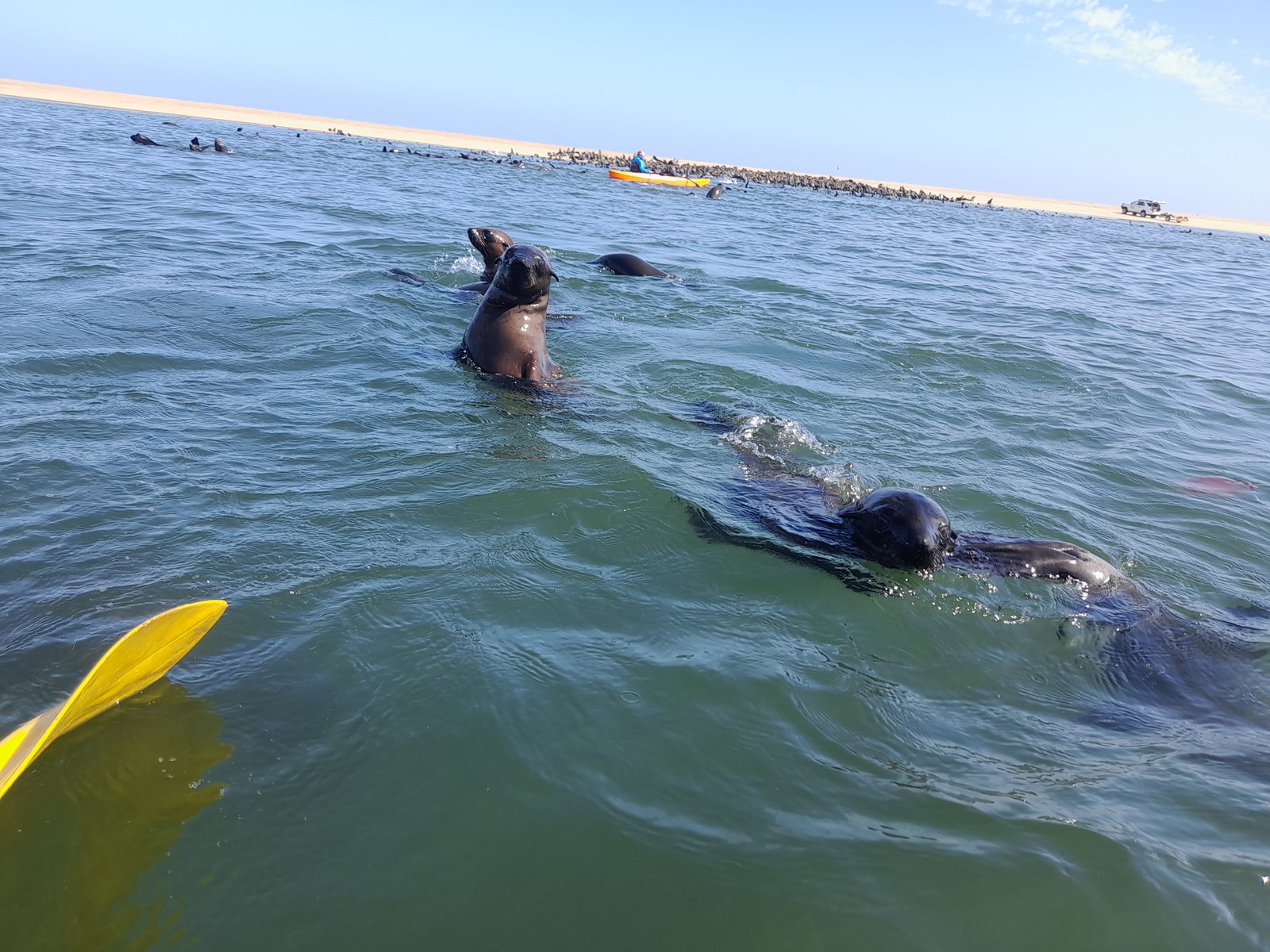 Seal watching from a kayak in Walvis Bay - Dominus Dune Tours