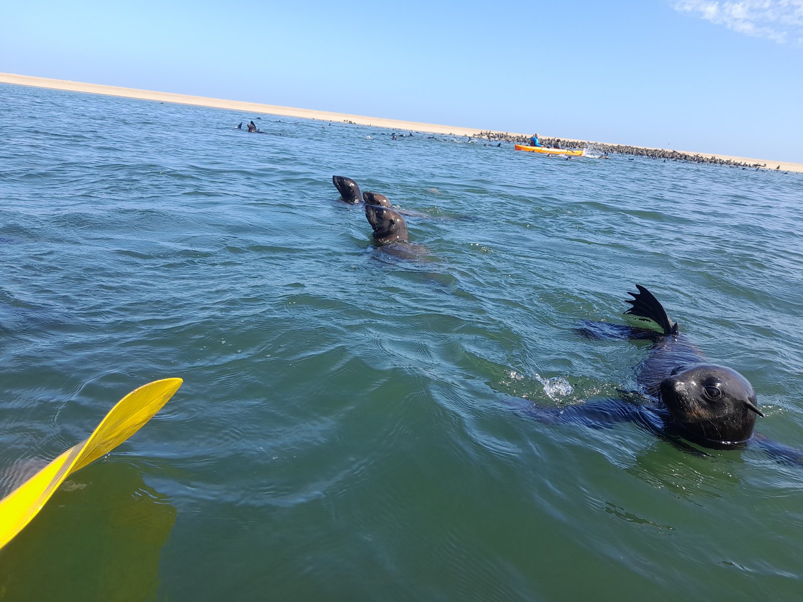 Adventurous seal kayaking trip in Namibia - Dominus Dune Tours