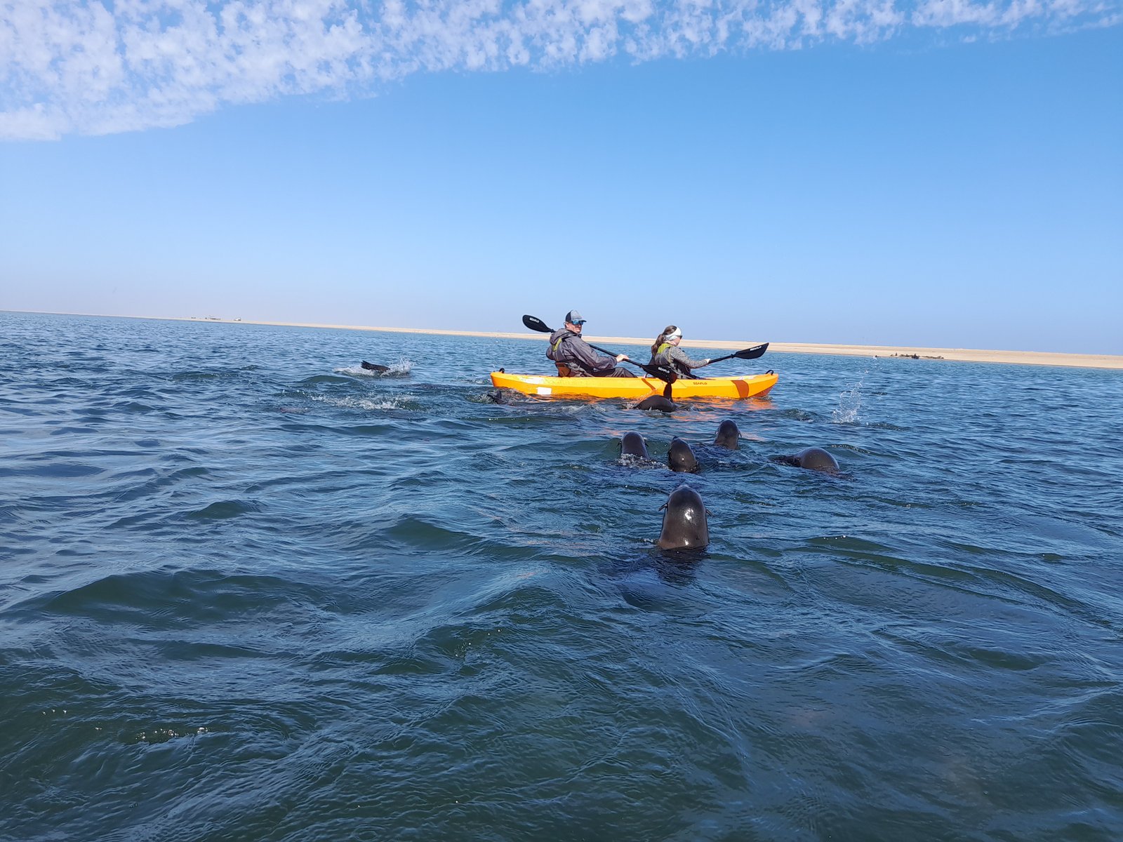 Paddle alongside playful seals - Dominus Dune Tours
