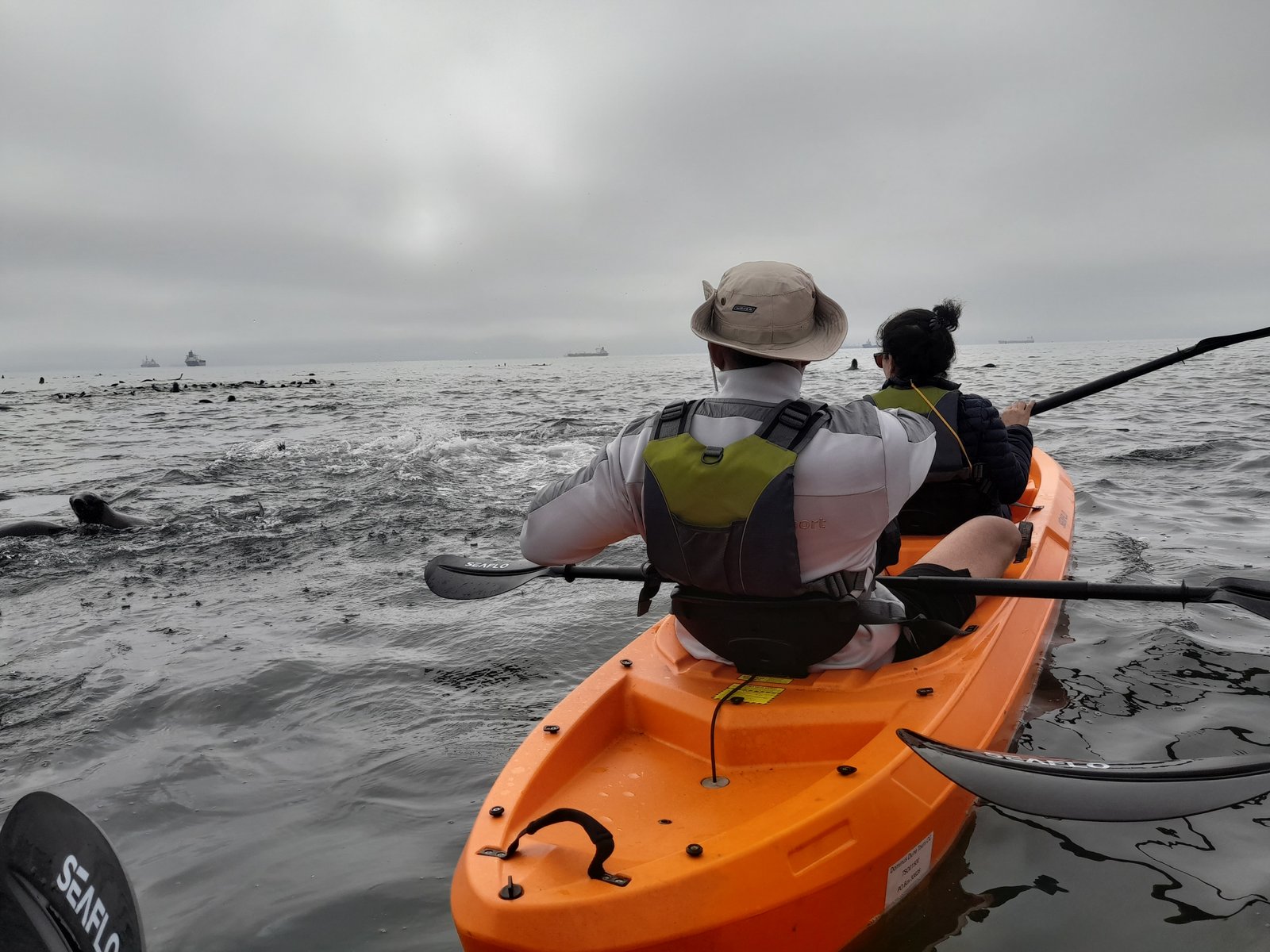 Seal kayaking morning tour in Walvis Bay - Dominus Dune Tours