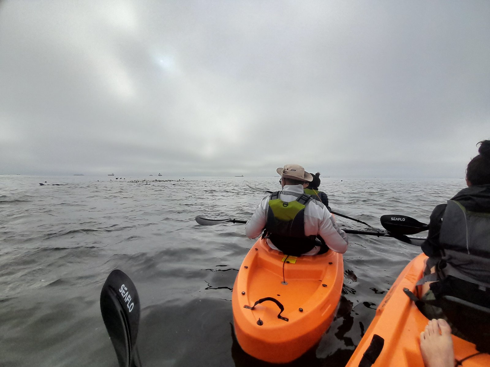 Kayak tour with seals and flamingos - Dominus Dune Tours