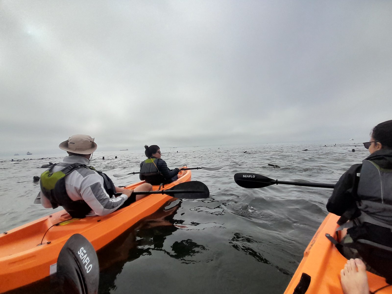 Scenic kayaking route through the Walvis Bay lagoon - Dominus Dune Tours