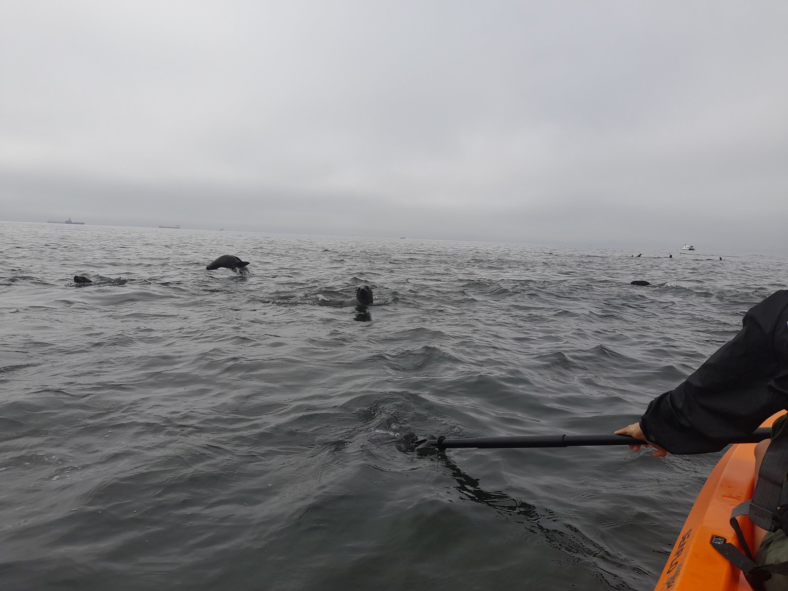 Kayaking through calm lagoon waters with seals - Dominus Dune Tours