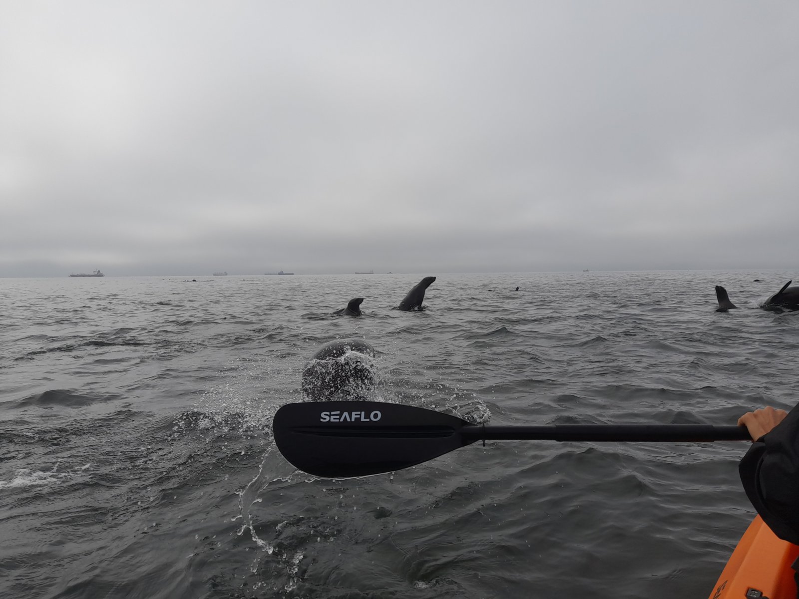 Seals basking near kayakers in Namibia - Dominus Dune Tours