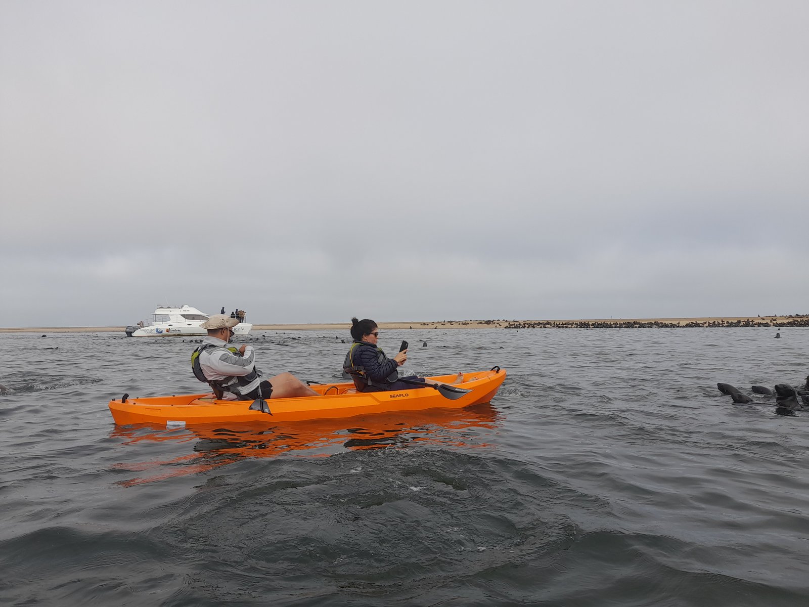 Guided seal kayaking adventure - Dominus Dune Tours