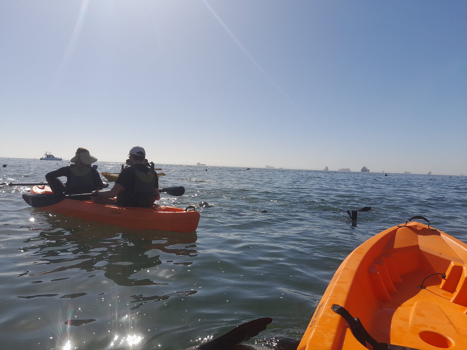 Seal kayaking on a sunny day in Walvis Bay - Dominus Dune Tours