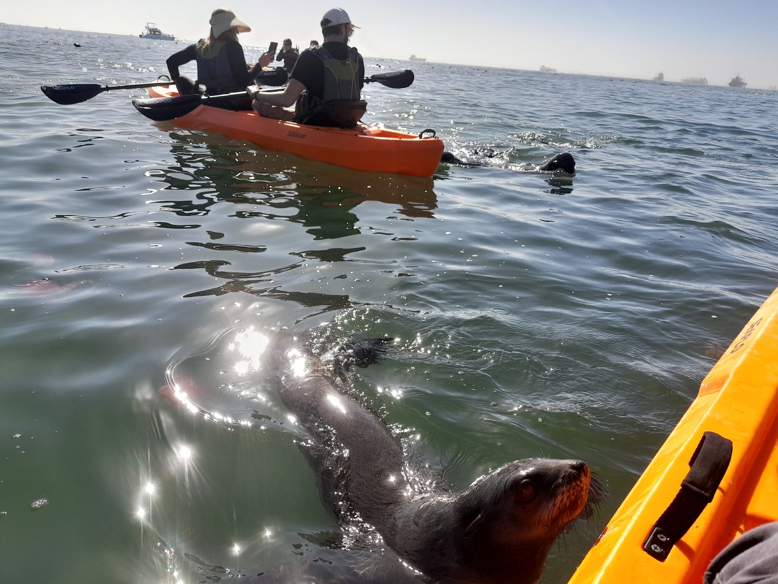 Paddling with a curious seal in Namibia - Dominus Dune Tours