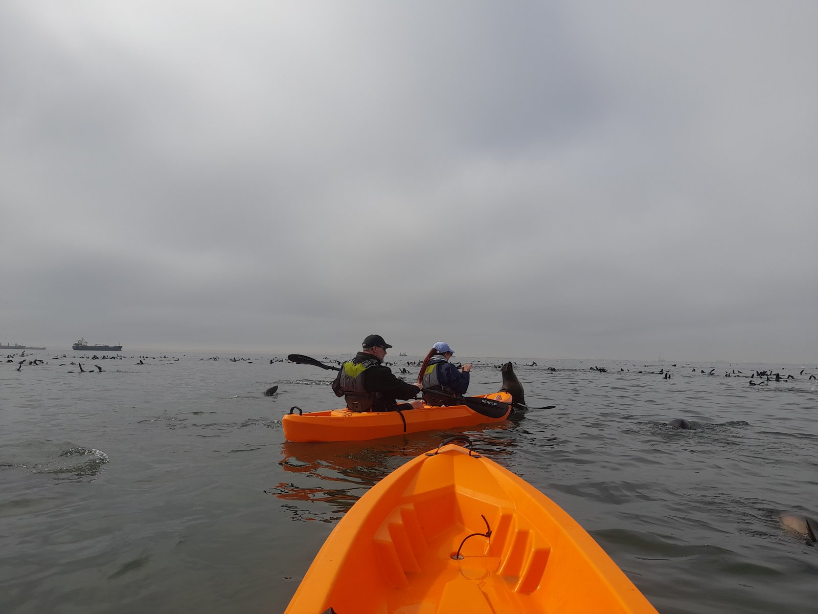 Seal encounter while kayaking in Walvis Bay - Dominus Dune Tours