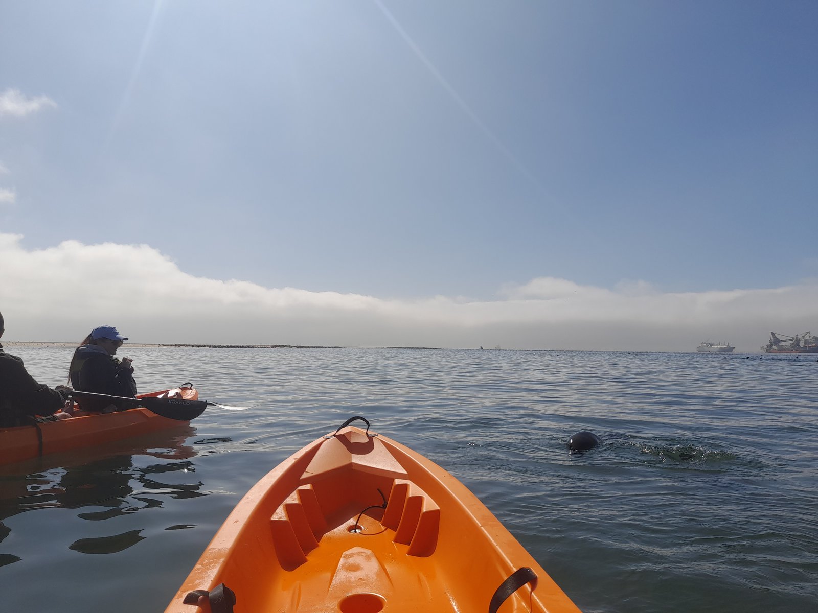 Kayaking adventure with seals in Namibia - Dominus Dune Tours
