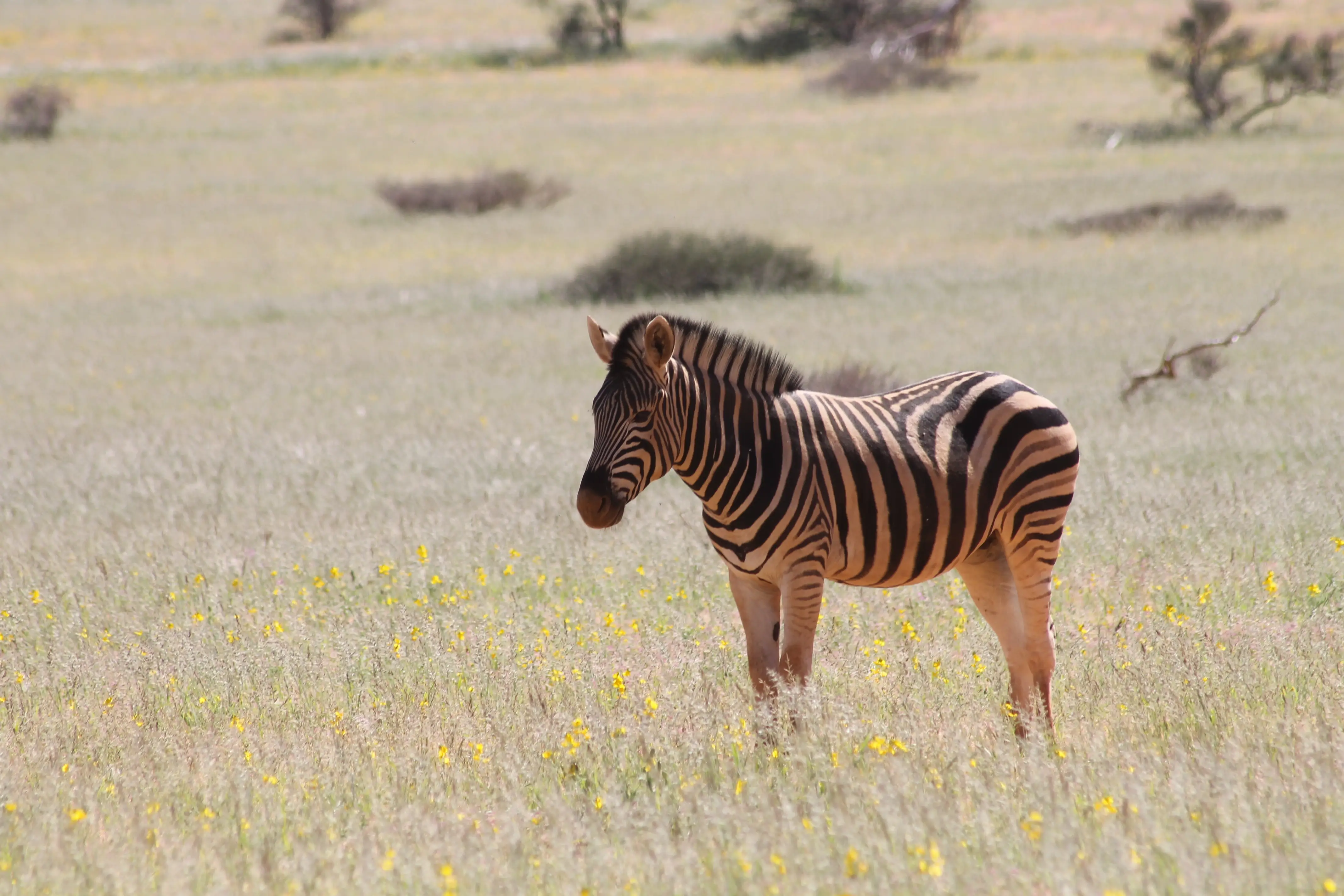 High-angle photo of Spitzkoppe hiking area