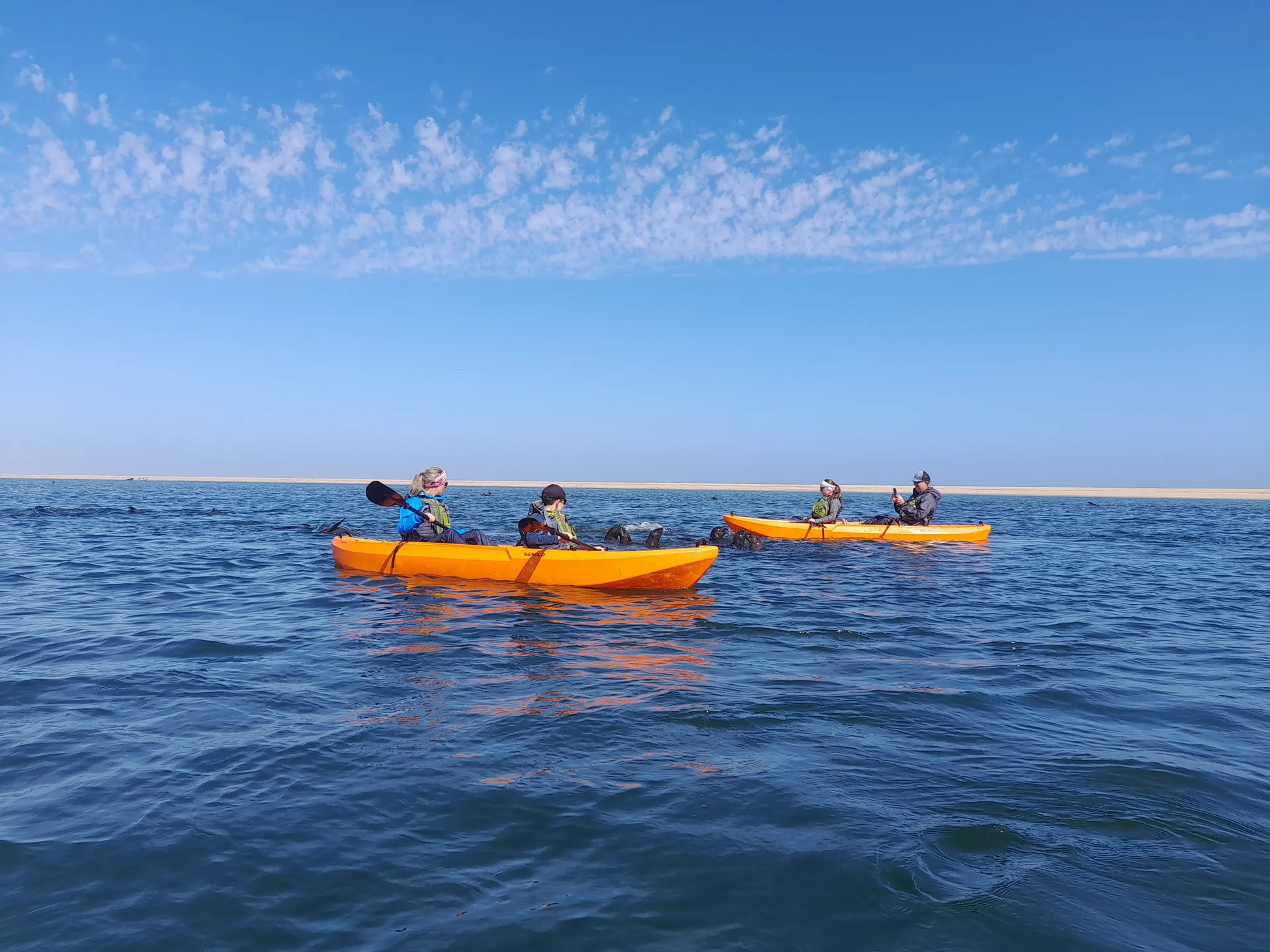 Seal Kayaking photo 1