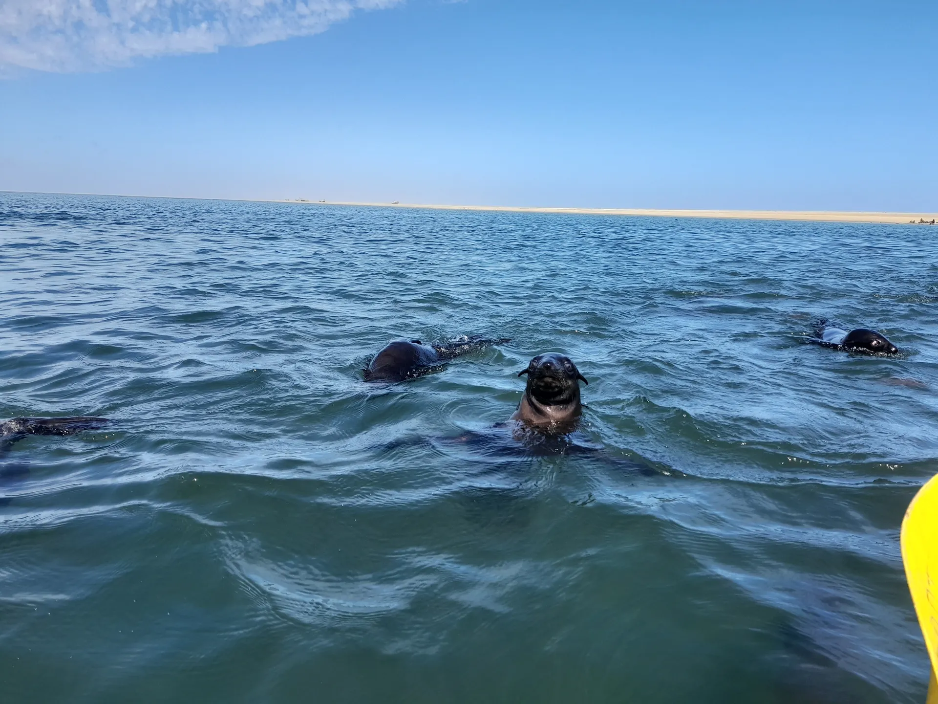 Seal Kayaking photo 4