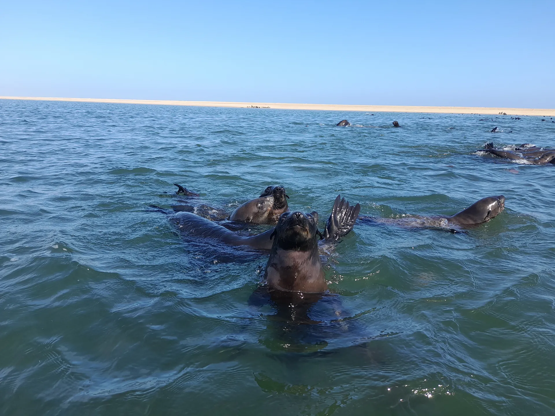Seal Kayaking photo 6