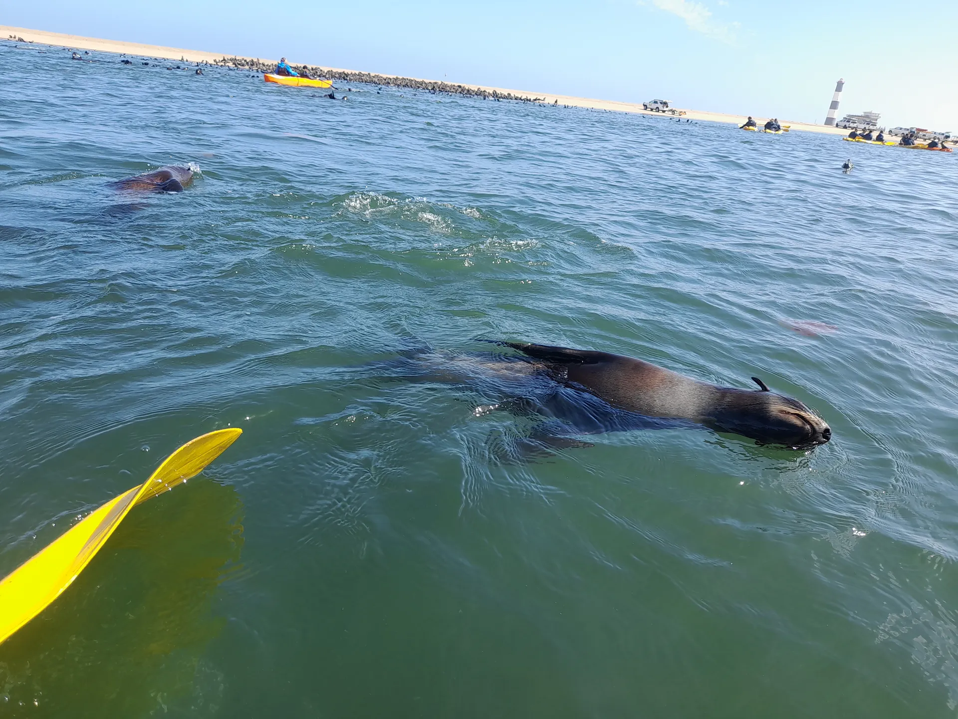 Seal Kayaking photo 9