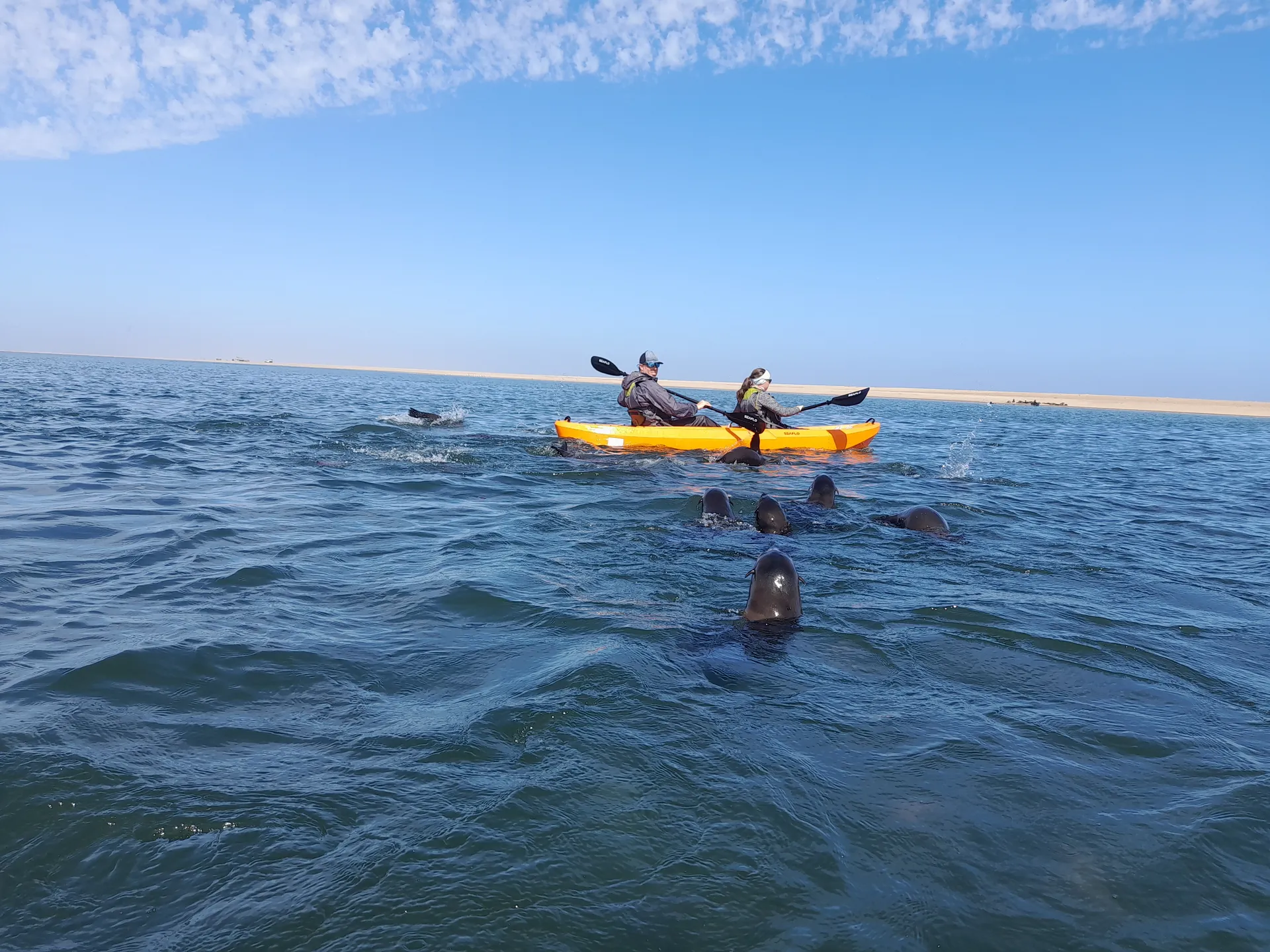 Seal Kayaking photo 12