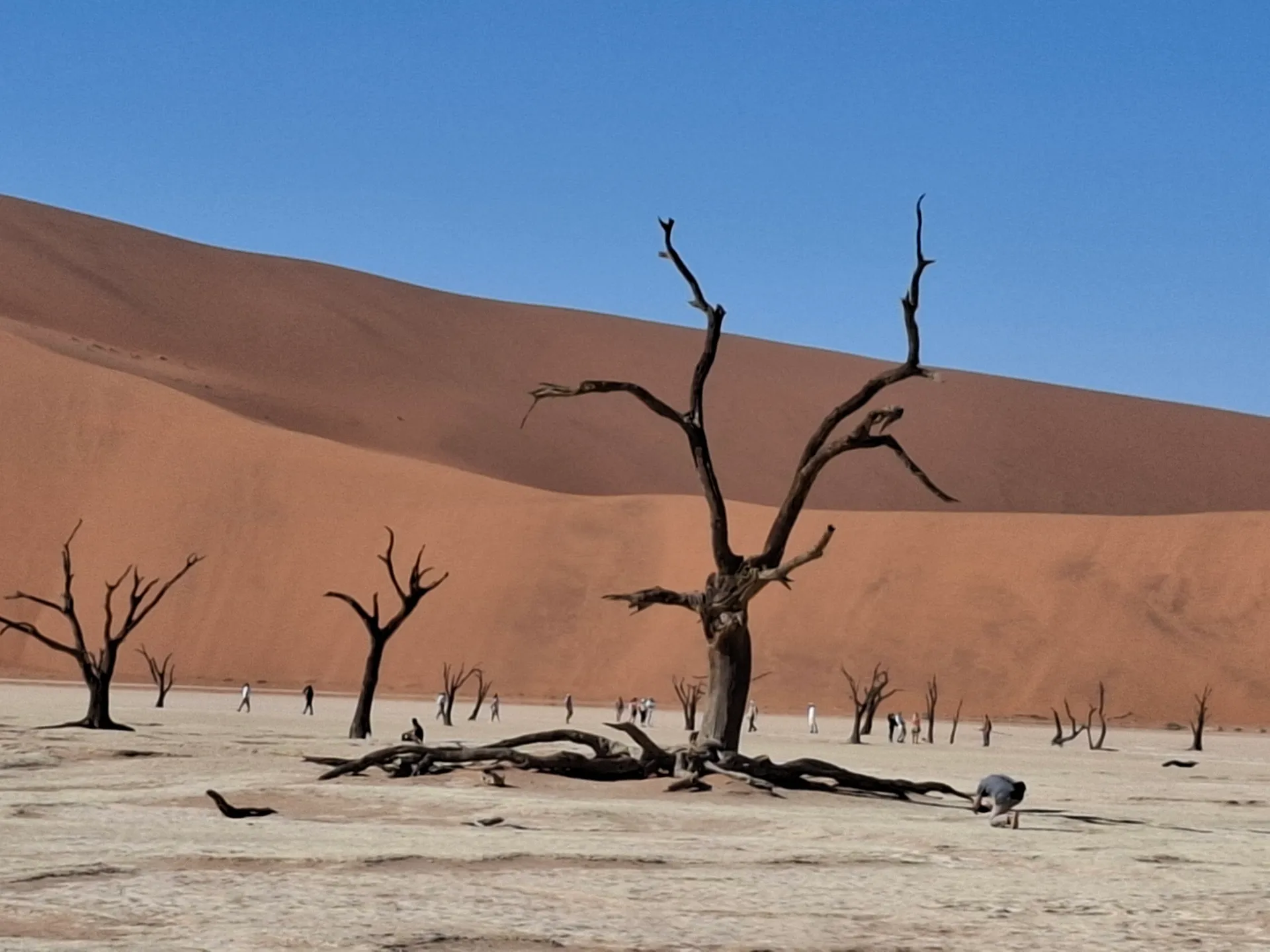 Sossusvlei 2-Day Guided Adventure photo 16